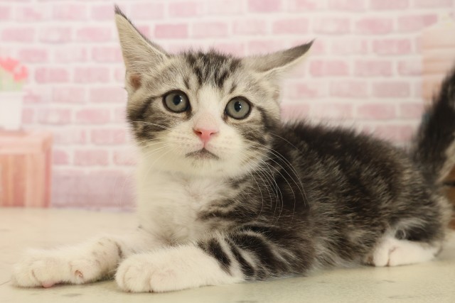 福岡県のスコティッシュフォールド (Coo&RIKU大牟田店/2025年10月3日生まれ/男の子/シルバータビーホワイト)の子猫の3枚目の画像