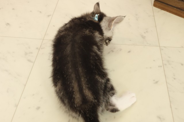 福岡県のスコティッシュフォールド (Coo&RIKU大牟田店/2025年10月3日生まれ/男の子/シルバータビーホワイト)の子猫の4枚目の画像