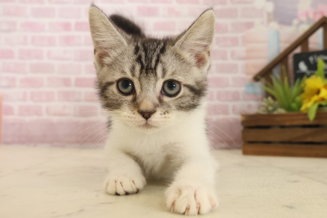 大分県のスコティッシュフォールド (Coo&RIKU大分店/2025年10月3日生まれ/男の子/シルバータビーホワイト)の子猫の1枚目の画像