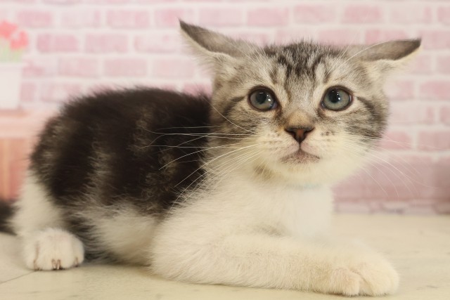 大分県のスコティッシュフォールド (Coo&RIKU大分店/2025年10月3日生まれ/男の子/シルバータビーホワイト)の子猫の2枚目の画像