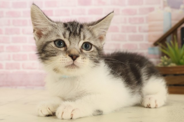 大分県のスコティッシュフォールド (Coo&RIKU大分店/2025年10月3日生まれ/男の子/シルバータビーホワイト)の子猫の3枚目の画像