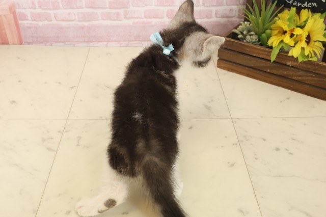 大分県のスコティッシュフォールド (Coo&RIKU大分店/2025年10月3日生まれ/男の子/シルバータビーホワイト)の子猫の4枚目の画像