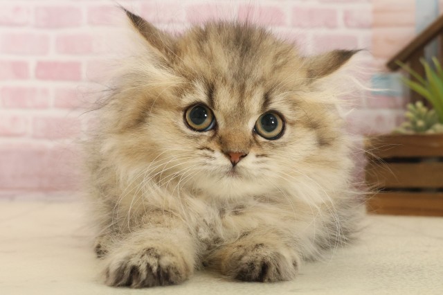 佐賀県のペルシャ (Coo&RIKU佐賀神埼店/2025年9月12日生まれ/女の子/チンチラゴールデン)の子猫の1枚目の画像