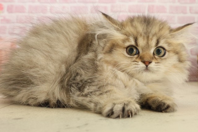 佐賀県のペルシャ (Coo&RIKU佐賀神埼店/2025年9月12日生まれ/女の子/チンチラゴールデン)の子猫の2枚目の画像