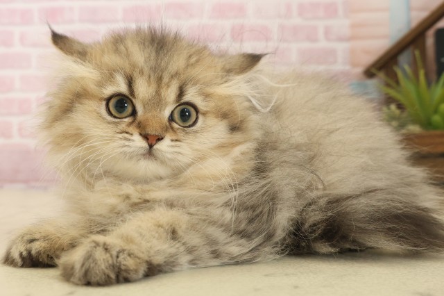 佐賀県のペルシャ (Coo&RIKU佐賀神埼店/2025年9月12日生まれ/女の子/チンチラゴールデン)の子猫の3枚目の画像