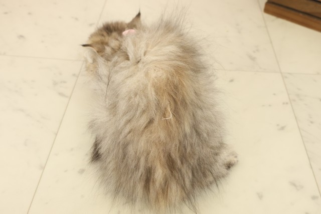 佐賀県のペルシャ (Coo&RIKU佐賀神埼店/2025年9月12日生まれ/女の子/チンチラゴールデン)の子猫の4枚目の画像