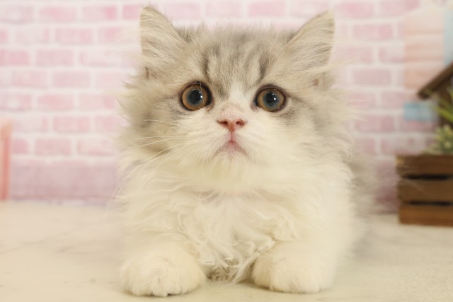 佐賀県のエキゾチック (Coo&RIKU佐賀神埼店/2025年9月2日生まれ/女の子/ダイリュートキャリコ)の子猫の1枚目の画像