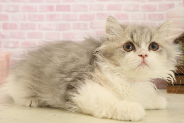 佐賀県のエキゾチック (Coo&RIKU佐賀神埼店/2025年9月2日生まれ/女の子/ダイリュートキャリコ)の子猫の2枚目の画像