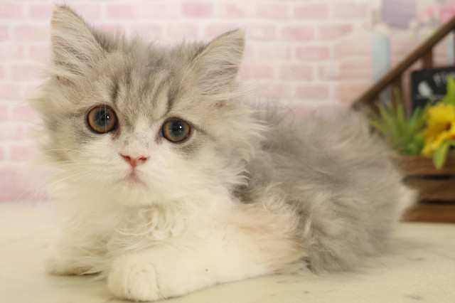 佐賀県のエキゾチック (Coo&RIKU佐賀神埼店/2025年9月2日生まれ/女の子/ダイリュートキャリコ)の子猫の3枚目の画像