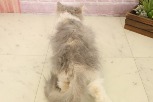 佐賀県のエキゾチック (Coo&RIKU佐賀神埼店/2025年9月2日生まれ/女の子/ダイリュートキャリコ)の子猫の4枚目の画像