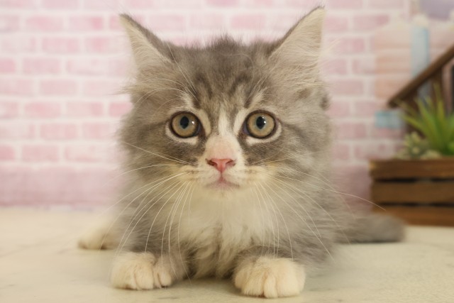 広島県のサイベリアン (Coo&RIKU福山店/2025年10月6日生まれ/男の子/ブルータビーホワイト)の子猫の1枚目の画像