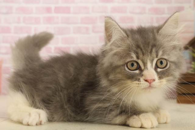 広島県のサイベリアン (Coo&RIKU福山店/2025年10月6日生まれ/男の子/ブルータビーホワイト)の子猫の2枚目の画像