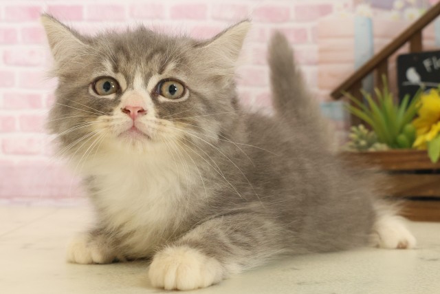 広島県のサイベリアン (Coo&RIKU福山店/2025年10月6日生まれ/男の子/ブルータビーホワイト)の子猫の3枚目の画像