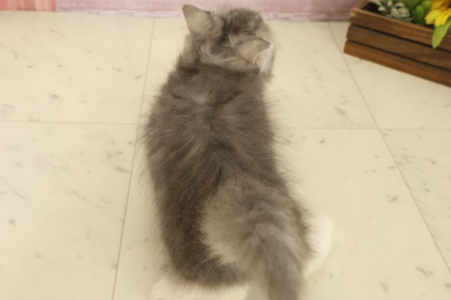 広島県のサイベリアン (Coo&RIKU福山店/2025年10月6日生まれ/男の子/ブルータビーホワイト)の子猫の4枚目の画像