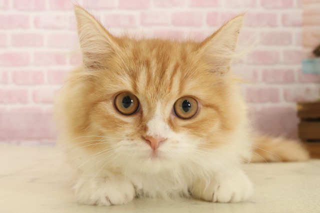 長崎県のラガマフィン (Coo&RIKU長崎浜町店/2025年9月1日生まれ/女の子/レッドタビーホワイト)の子猫の1枚目の画像