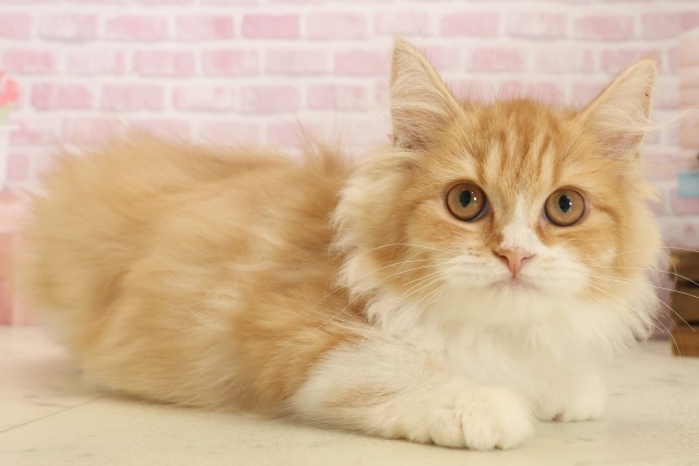 長崎県のラガマフィン (Coo&RIKU長崎浜町店/2025年9月1日生まれ/女の子/レッドタビーホワイト)の子猫の2枚目の画像