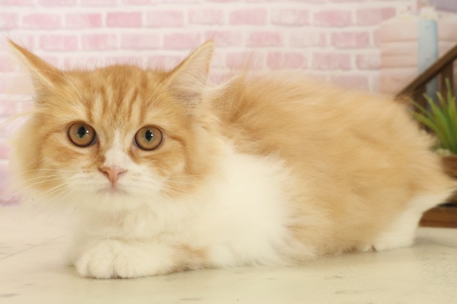 長崎県のラガマフィン (Coo&RIKU長崎浜町店/2025年9月1日生まれ/女の子/レッドタビーホワイト)の子猫の3枚目の画像