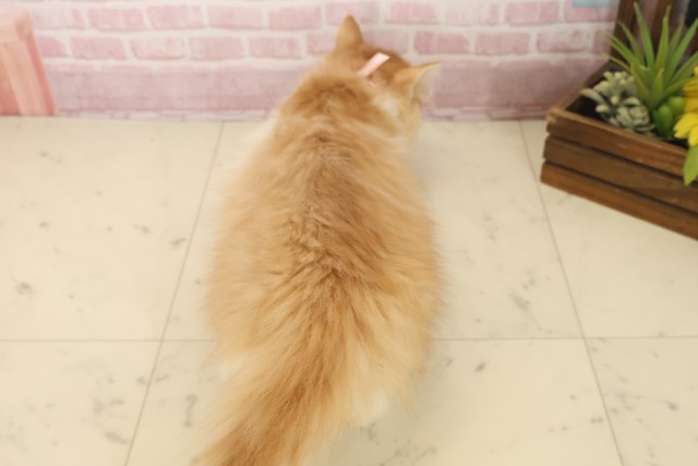 長崎県のラガマフィン (Coo&RIKU長崎浜町店/2025年9月1日生まれ/女の子/レッドタビーホワイト)の子猫の4枚目の画像