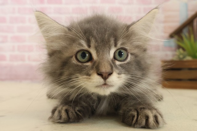 福岡県のノルウェージャンフォレストキャット (Coo&RIKU小倉店/2025年10月5日生まれ/男の子/ブルータビー)の子猫の1枚目の画像