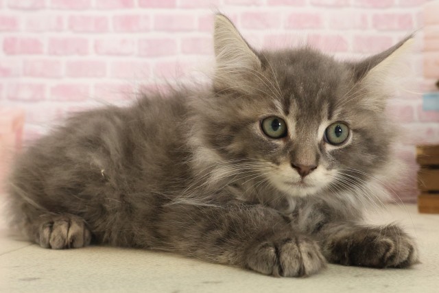 福岡県のノルウェージャンフォレストキャット (Coo&RIKU小倉店/2025年10月5日生まれ/男の子/ブルータビー)の子猫の2枚目の画像