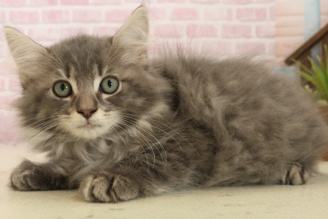 福岡県のノルウェージャンフォレストキャット (Coo&RIKU小倉店/2025年10月5日生まれ/男の子/ブルータビー)の子猫の3枚目の画像