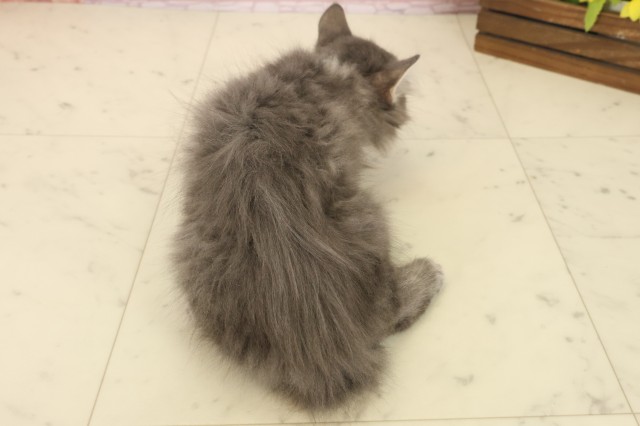 福岡県のノルウェージャンフォレストキャット (Coo&RIKU小倉店/2025年10月5日生まれ/男の子/ブルータビー)の子猫の4枚目の画像