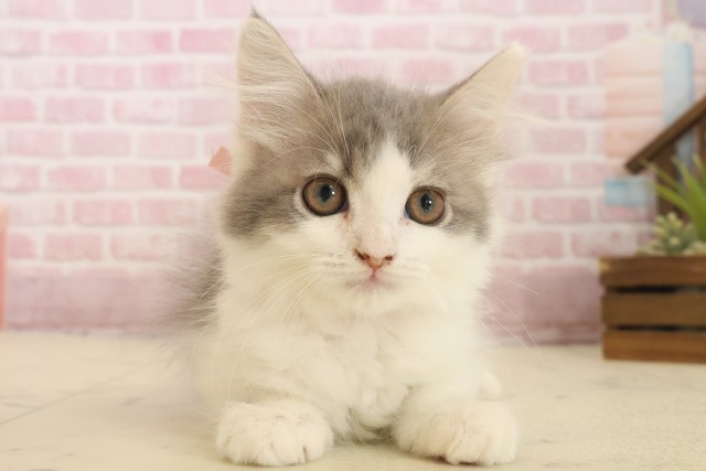 香川県のサイベリアン (Coo&RIKU高松上福岡店/2025年10月8日生まれ/女の子/ブルータビーホワイト)の子猫の1枚目の画像