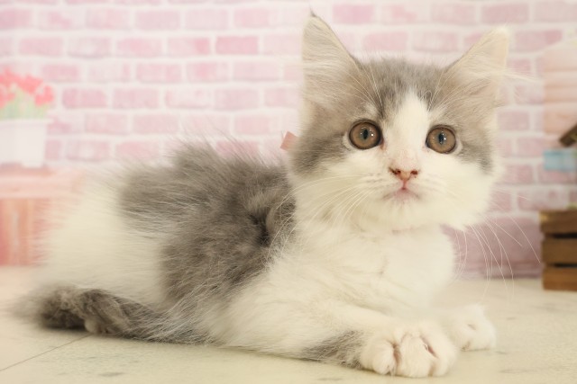 香川県のサイベリアン (Coo&RIKU高松上福岡店/2025年10月8日生まれ/女の子/ブルータビーホワイト)の子猫の2枚目の画像