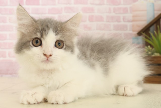 香川県のサイベリアン (Coo&RIKU高松上福岡店/2025年10月8日生まれ/女の子/ブルータビーホワイト)の子猫の3枚目の画像