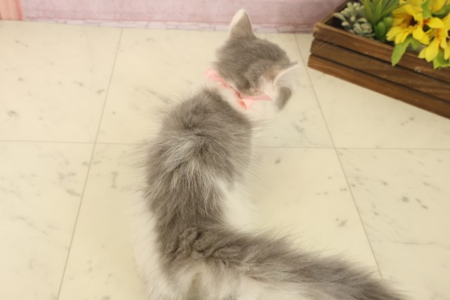 香川県のサイベリアン (Coo&RIKU高松上福岡店/2025年10月8日生まれ/女の子/ブルータビーホワイト)の子猫の4枚目の画像