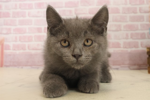 広島県のブリティッシュショートヘアー (Coo&RIKU東広島店/2025年10月3日生まれ/男の子/ブルー)の子猫の1枚目の画像