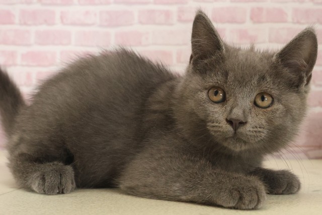 広島県のブリティッシュショートヘアー (Coo&RIKU東広島店/2025年10月3日生まれ/男の子/ブルー)の子猫の2枚目の画像