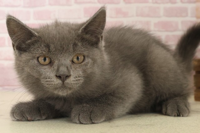 広島県のブリティッシュショートヘアー (Coo&RIKU東広島店/2025年10月3日生まれ/男の子/ブルー)の子猫の3枚目の画像