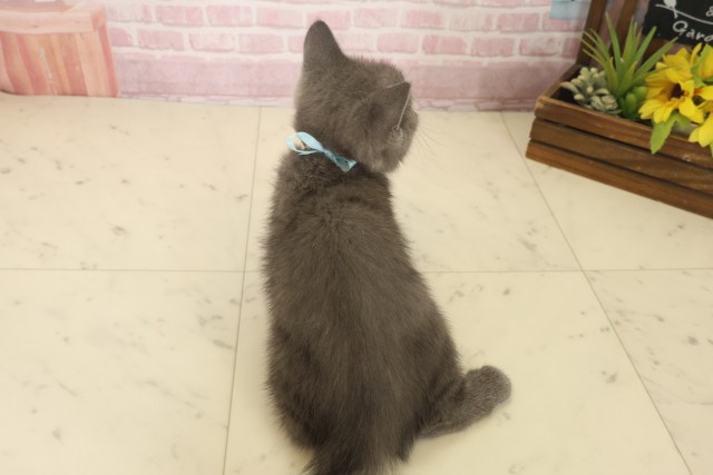 広島県のブリティッシュショートヘアー (Coo&RIKU東広島店/2025年10月3日生まれ/男の子/ブルー)の子猫の4枚目の画像