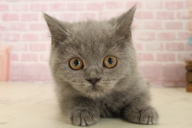 福岡県のブリティッシュショートヘアー (Coo&RIKU黒崎店/2025年8月30日生まれ/男の子/ブルー)の子猫の1枚目の画像
