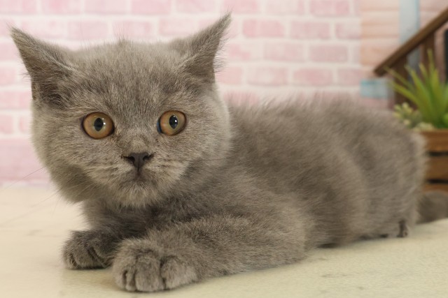 福岡県のブリティッシュショートヘアー (Coo&RIKU黒崎店/2025年8月30日生まれ/男の子/ブルー)の子猫の3枚目の画像
