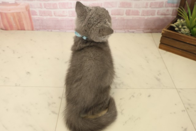 福岡県のブリティッシュショートヘアー (Coo&RIKU黒崎店/2025年8月30日生まれ/男の子/ブルー)の子猫の4枚目の画像