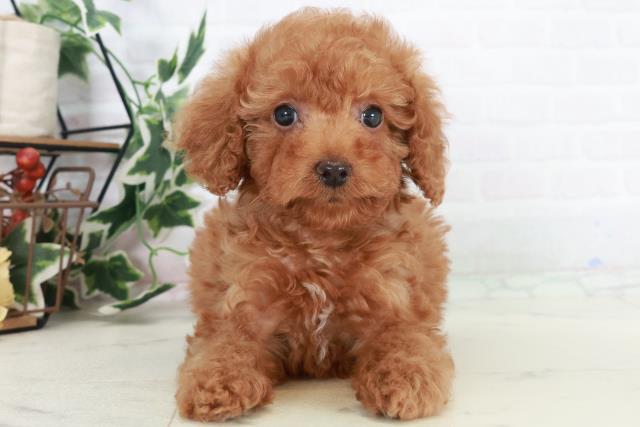 高知県のトイプードル(トイ) (Coo&RIKUのいち店/2025年10月18日生まれ/男の子/アプリコット)の子犬の1枚目の画像