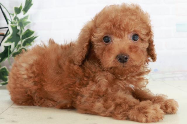 高知県のトイプードル(トイ) (Coo&RIKUのいち店/2025年10月18日生まれ/男の子/アプリコット)の子犬の2枚目の画像
