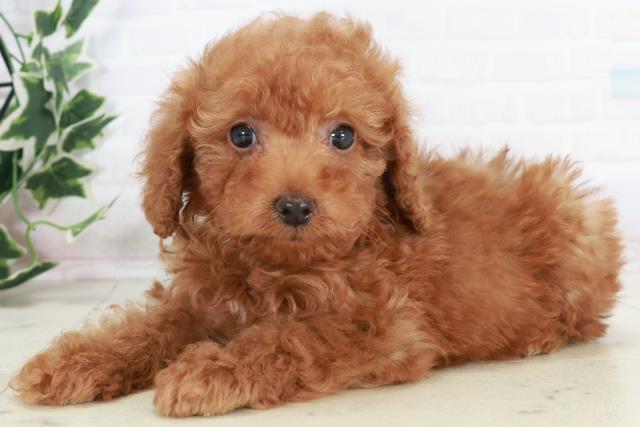 高知県のトイプードル(トイ) (Coo&RIKUのいち店/2025年10月18日生まれ/男の子/アプリコット)の子犬の3枚目の画像