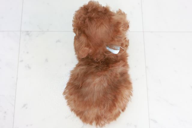 高知県のトイプードル(トイ) (Coo&RIKUのいち店/2025年10月18日生まれ/男の子/アプリコット)の子犬の4枚目の画像