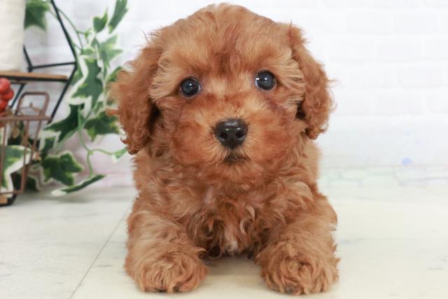福岡県のトイプードル(トイ) (Coo&RIKU福岡西店/2025年10月18日生まれ/男の子/アプリコット)の子犬の1枚目の画像
