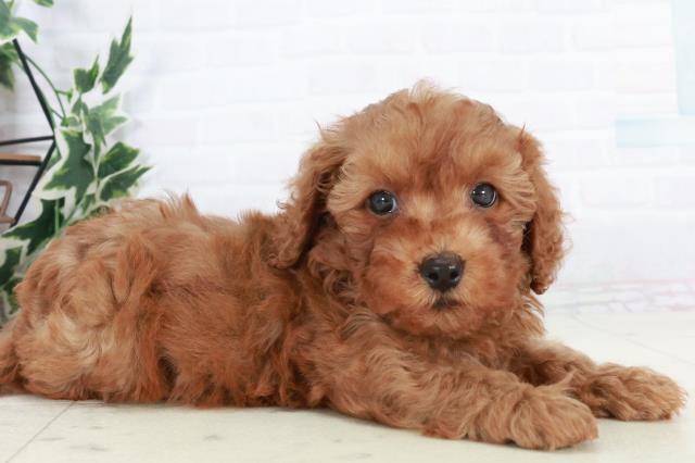 福岡県のトイプードル(トイ) (Coo&RIKU福岡西店/2025年10月18日生まれ/男の子/アプリコット)の子犬の2枚目の画像