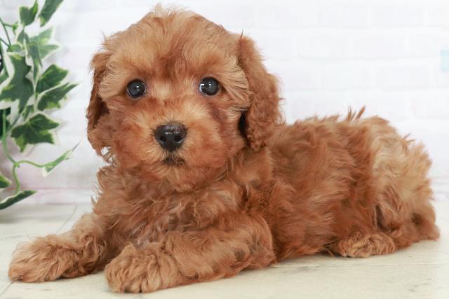 福岡県のトイプードル(トイ) (Coo&RIKU福岡西店/2025年10月18日生まれ/男の子/アプリコット)の子犬の3枚目の画像