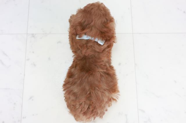 福岡県のトイプードル(トイ) (Coo&RIKU福岡西店/2025年10月18日生まれ/男の子/アプリコット)の子犬の4枚目の画像