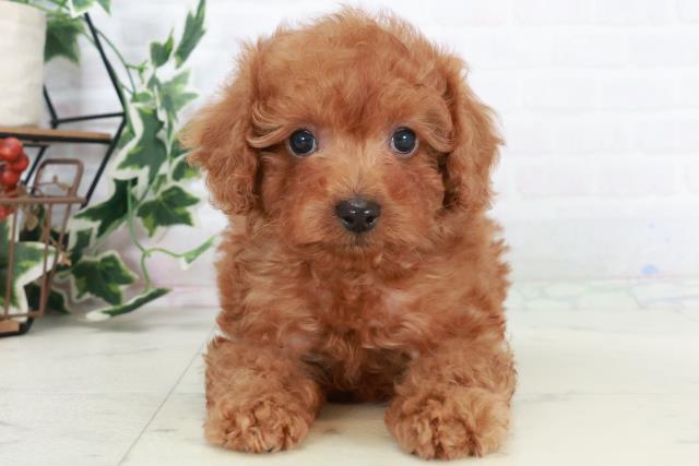 佐賀県のトイプードル(トイ) (Coo&RIKU佐賀神埼店/2025年10月18日生まれ/男の子/アプリコット)の子犬の1枚目の画像
