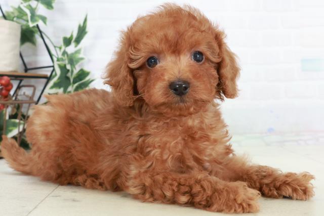 佐賀県のトイプードル(トイ) (Coo&RIKU佐賀神埼店/2025年10月18日生まれ/男の子/アプリコット)の子犬の2枚目の画像