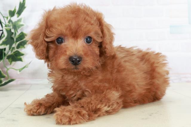 佐賀県のトイプードル(トイ) (Coo&RIKU佐賀神埼店/2025年10月18日生まれ/男の子/アプリコット)の子犬の3枚目の画像