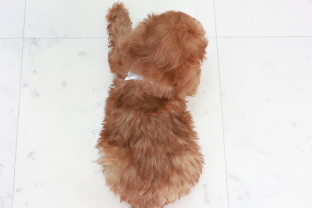 佐賀県のトイプードル(トイ) (Coo&RIKU佐賀神埼店/2025年10月18日生まれ/男の子/アプリコット)の子犬の4枚目の画像
