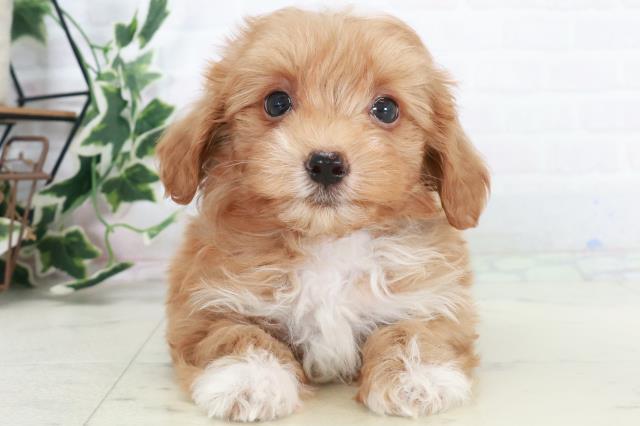 山口県のマルプー(マルチーズ×プードル) (Coo&RIKUサンパークあじす店/2025年10月17日生まれ/男の子/アプリコット)の子犬の1枚目の画像